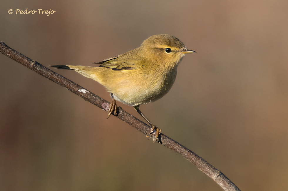 Mosquitero musical (Phylloscopus trochilus)